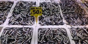 Recep Denizer: "Hamsi Türk Karasularını Terk Etti"