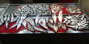 Beklenen Gürcistan Hamsisi Gelmeyince Tezgahlar Buzhane Hamsisine Kaldı