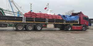 Kastamonu’da Beyaz Kum Midyesi Avcılığına Yönelik Denetimler Sürüyor