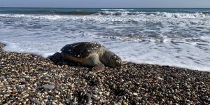Erdemli Sahilinde Üzücü Manzara: 2 Günde 2 Caretta Caretta Telef Oldu