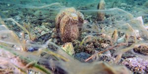 Pinalar Son Sığınağı Marmara'da Çoğalıyor; Umut Oluyor