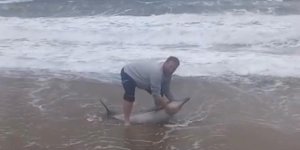 Ayvalık'ta Karaya Vuran Yunusu Vatandaşlar Kurtardı