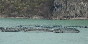 Bakan Yumaklı: "Türk Somonu İhracatı 500 Milyon dolara Ulaştı"