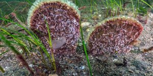 Belediye Başkanı Dalış Yaptı, Su Altından Müjdeyle Çıktı