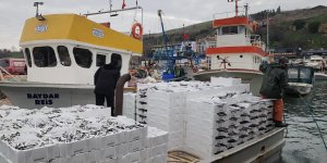 Tekirdağ Açıklarında Torik Bereketi