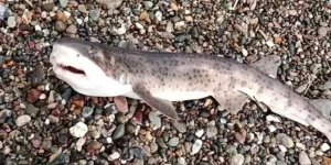 Çanakkale'de Amatör Balıkçıların Oltasına Yavru Köpek Balığı Takıldı