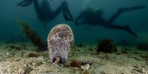 Tuzla Marmara Denizi'ne Bir Kez Daha Umut Oldu