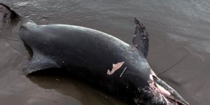 Ölü Yunus Sahile Vurdu