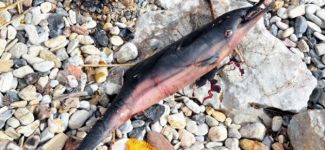 Vurdukları yavru yunusu yemeye çalışmışlar