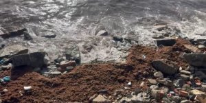 Marmara'daki Fırtına Tekirdağ Kıyılarını Kızıl Yosunla Sürükledi