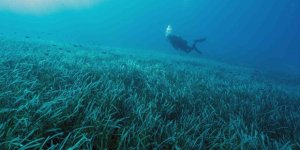 Göcek’te Deniz Ekosistemi ‘DERİA’ İle Korunacak