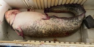 Osmaniye'de 2 Metrelik Dev Yayın Balığı Vatandaşın İlgi Odağı Oldu