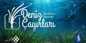 Denizlerin Akciğerleri Çökme Tehlikesiyle Karşı Karşıya Milyar Dolarlık Ekolojik Tehdit