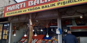 Karakaya Barajı'nda Yakalanan 42 Kiloluk Turna Balığı İlgi Gördü