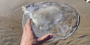 Akdeniz'deki Zehirli Denizanaları Mersin Sahillerine Vurdu