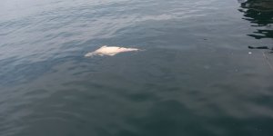 Kocaeli'de Kıyıya Sürüklenen Ölü Yunus Görüntülendi
