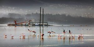 İzmit Körfezi'nden 1,8 Milyon Metreküp Çamur Çıkarıldı, Deniz Canlıları Geri Döndü