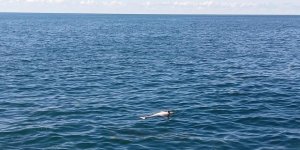 Karadeniz Ereğli'de Sahilde Ölü Yunus Bulundu