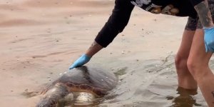 Tekirdağ'da Ölü Caretta Caretta Kıyıya Vurdu