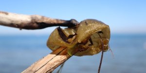 Yalova Sahilinde İstilacı Yosun Türü Gözlemlendi