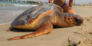 Kuşadası Körfezi'nde ‘Deniz Kaplumbağası' Alarmı