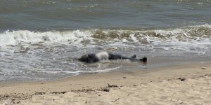 Arnavutköy Sahilinde Erkek Cesedi Bulundu