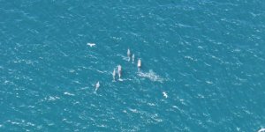 Baharın Gelmesiyle İstanbul Boğazı'nda Yunuslardan Görsel Şölen