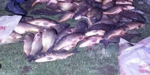 Bolu'da 350 Kilo Sazan Kurtarıldı