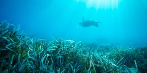 Bodrum'da Deniz Çayırlarını Korumak İçin Proje Başlatıldı