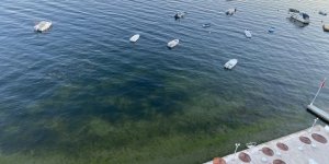 Müsilajın Ardından Gemlik Körfezi'nde Sevindiren Görüntüler