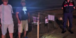 Kuşadası'nda Caretta Caretta Heyecanı: İlk Yuva Koruma Altına Alındı