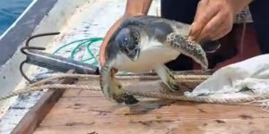 Denize Atılan Çuvala Dolanarak Hayat Mücadelesi Veren Caretta Carettayı Balıkçı Kurtardı