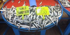 Eylül Ayında Palamuta Doyacağız