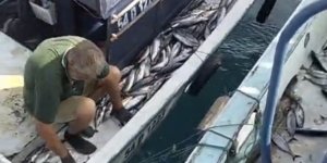 Akçakoca Açıklarında Palamut Bereketi: Tekneler Dolu Dönüyor