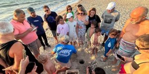 Aydın Kıyılarında 214 Yavru Caretta Denizle Buluştu