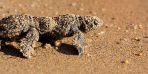 Didim’de Caretta Caretta Yuvasından 82 Yavru Denize Ulaştı