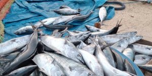 Kastamonu'da Palamut Bolluğu: Tanesi 75 TL'ye Satılıyor