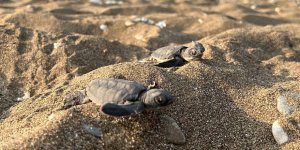 Mersin'den 100 Bin Yavru 'Caretta Caretta' Akdeniz'le Buluştu