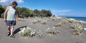 Cezası 3 Milyon 496 Bin TL'ye Kadar Çıktı: Kum Zambakları Sahilleri Süsledi