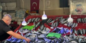 Türkeli’de Palamut Bereketi: Fiyatı Düştü, Yüzler Güldü