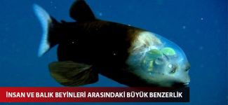 İnsan ve balık beyinleri arasındaki büyük benzerlik
