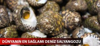 Dünyanın en sağlam maddesi deniz salyangozunun dişi