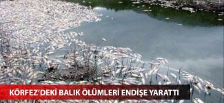 İskenderun Körfezi’ndeki toplu balık ölümleri endişe yarattı