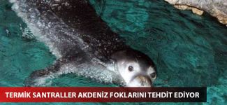 Termik santraller Akdeniz foklarını tehdit ediyor