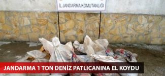 Jandarma 1 ton deniz patlıcanına el koydu