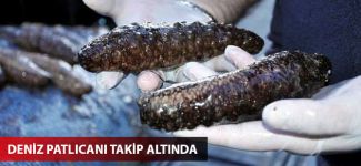 Kaçak deniz patlıcanı avcılığıyla mücadele sürüyor