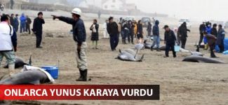Yüzlerce yunus kıyıya vurdu