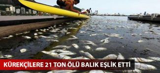 Kürekçilere 21 ton ölü balık eşlik etti