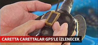 Caretta carettalar GPS'le izlenecek