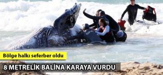 8 metrelik balina karaya vurdu